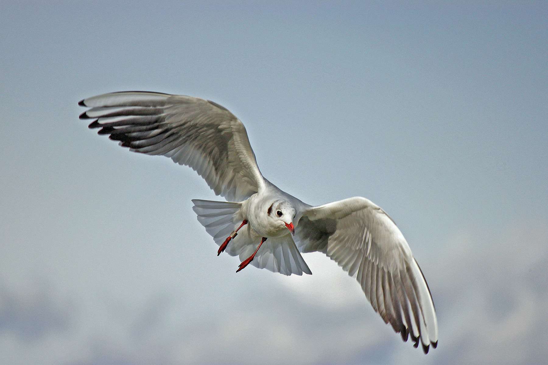 Make Your Marketing Soar With Digital Advertising [ALTA Webinar]